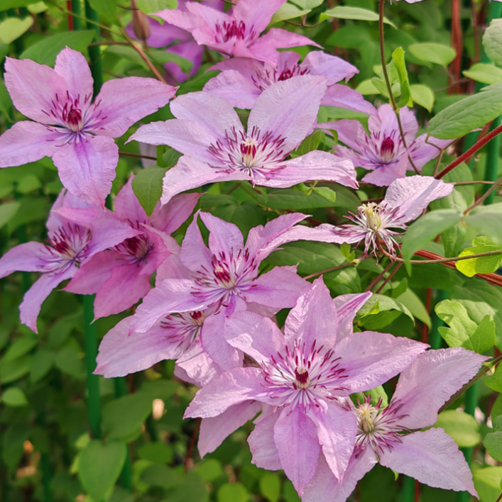 Клематис гибридный хэгли гибрид